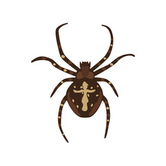 brown spider Araneus sign