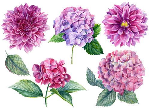 set of beautiful flowers, dahlias, hydrangeas on white background, watercolor botanical illustration, hand drawing