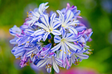 Closeup of Lily of the Nile on blurred background