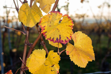 Weinberge in Stuttgart mit Herbstfarben Rotenberg laub