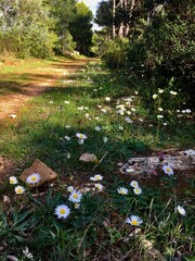 Pineta Parco Naturale Regionale di Portoconte