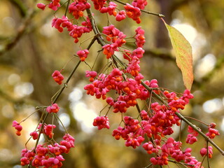 Euonymus europaeus in late autumn