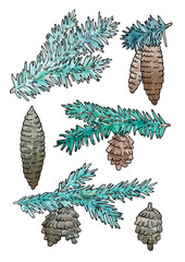 Fir tree branch with cone. Pine. Watercolor