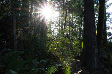 Sunbeam in a Beautiful Lush Forest 