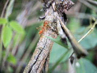 Red ants on green grass on nature background