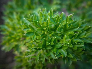 Petroselinum crispum leaves close-up macro