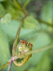 Red ants on green grass on nature background