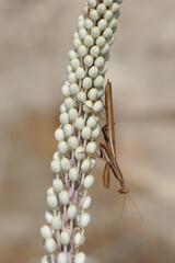 paros,beach,greece,island,aegean,beautiful,blue,bright,color,contemplate,cyclade,senjoy,europe,europe, hellas,
landscape,mediterranean,mountain,nature, ocean, pleasure,relax,relaxation,romantic,sand,s