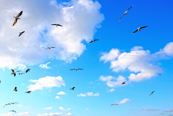 Flock of seagulls flying in the cloudy sky