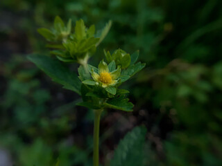 Macro Potentilla yellow little flower