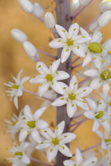 paros,beach,greece,island,aegean,beautiful,blue,bright,color,contemplate,cyclade,senjoy,europe,europe, hellas,
landscape,mediterranean,mountain,nature, ocean, pleasure,relax,relaxation,romantic,sand,s