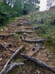 Obraz premium Pineta Parco Naturale Regionale di Portoconte