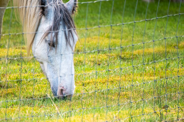 Horse grazing behind blurry wire fence in autumn.
