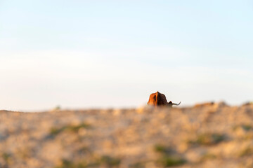 Obraz na płótnie Canvas Lonely brown coat grazing on pasture
