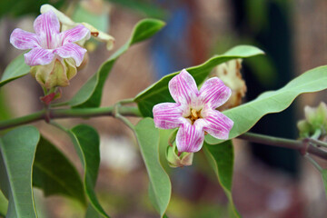 petite fleur violette