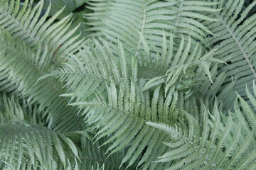 fern leaves in the forest