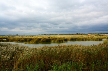 reeds on the river