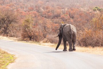 Fototapeta na wymiar Large male elephant walking in the road near Afsaal picnic site, Kruger park, South Africa.