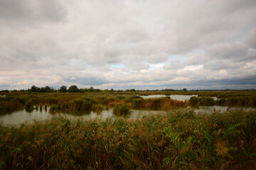 beautiful colorful autumn landscape of the lake with reeds

