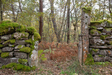 The open door to the woods