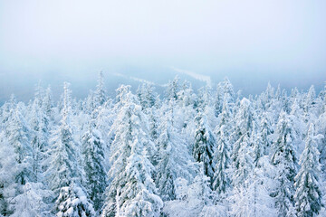 winter, tree, cold, frost, forest, ural, white mountain, pines, snow