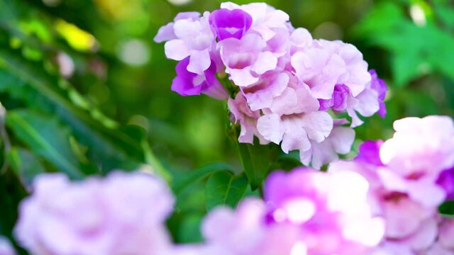 Mansoa alliacea or Garlic vine blooming on tree branches in blur background, Beautiful violet Garlic vine flower in blur garden background. with Natural sound.