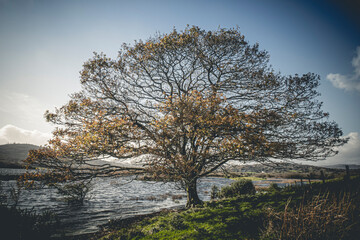 Beautiful tree at Lough Allua in Ireland