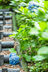 日本　静岡県三島市、三島スカイウォークの紫陽花