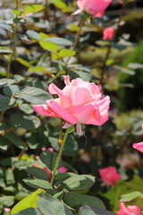 ピンク 薔薇 バラ ローズ かわいい 柔らかい