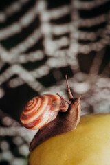 closeup of a brown snail crawling on a ripe green apple against a background of white spider webs....