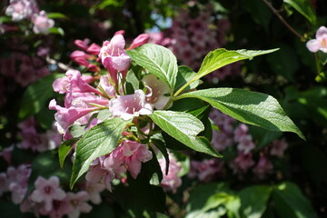 Leaves and pink flowers of Weigela florida in mid May