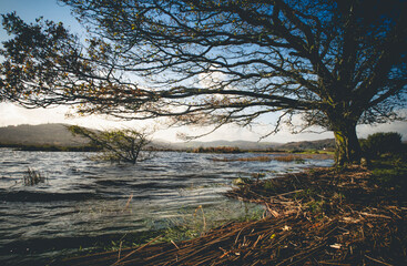 Beautiful tree at Lough Allua in Ireland