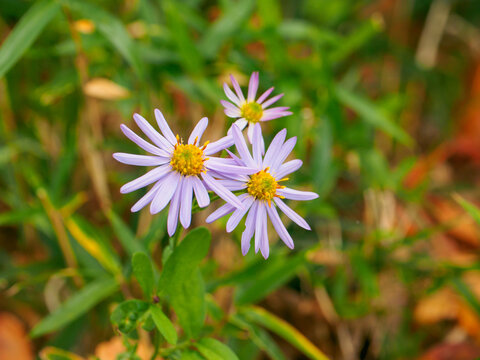 Wild aster flowers (Tochigi, Japan)