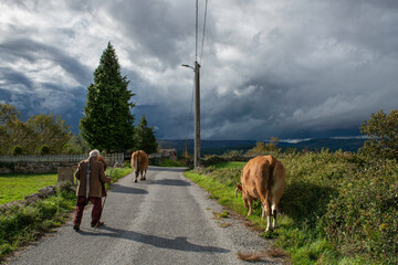 The shepherd and the cows