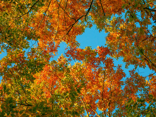 Autumn leaves in blue sky (Tochigi, Japan)