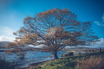 Beautiful tree at Lough Allua in Ireland