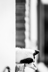 Black and white cat leaning out of the window
