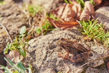 A frog, Slightly blurred in the sunlight, sits on the rocks.