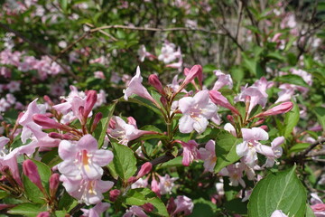 Lots of pink flowers of Weigela florida in mid May