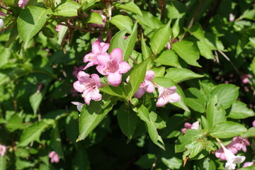Fototapeta na wymiar Lush green foliage and pink flowers of Weigela florida in May