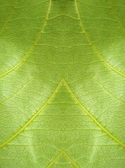 Closeup green leaf texture