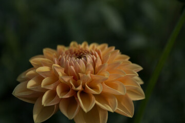 Dahlia color naranja