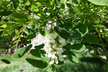 Twiggy branch of blossoming Robinia pseudoacacia in mid May