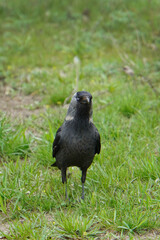 jackdaw on the grass
