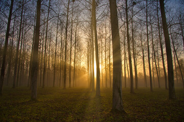 Fototapeta premium Nebeliger Novembermorgen im Elsass