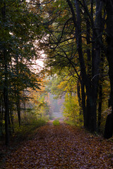 path in the forest