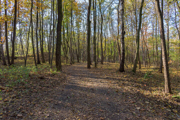 Fototapeta na wymiar Autumn view of dirt path in the Millenium park in Sosnowiec