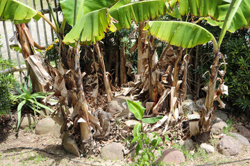 A beautiful banana tree in the home garden.