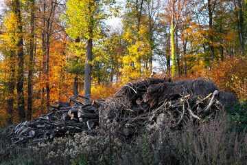 Umweltschutz und Renaturierung des Waldes mit Totholzhecke aus Gehölzschnitt als Lebensraum für...