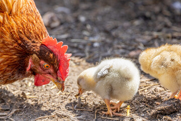 Hen with chickens on the organic household yard. Authentic farm series